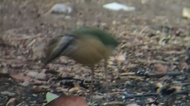 indiapitta - ML351372581