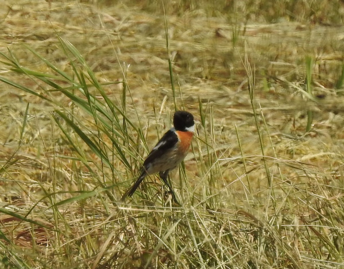 European Stonechat - ML351372671