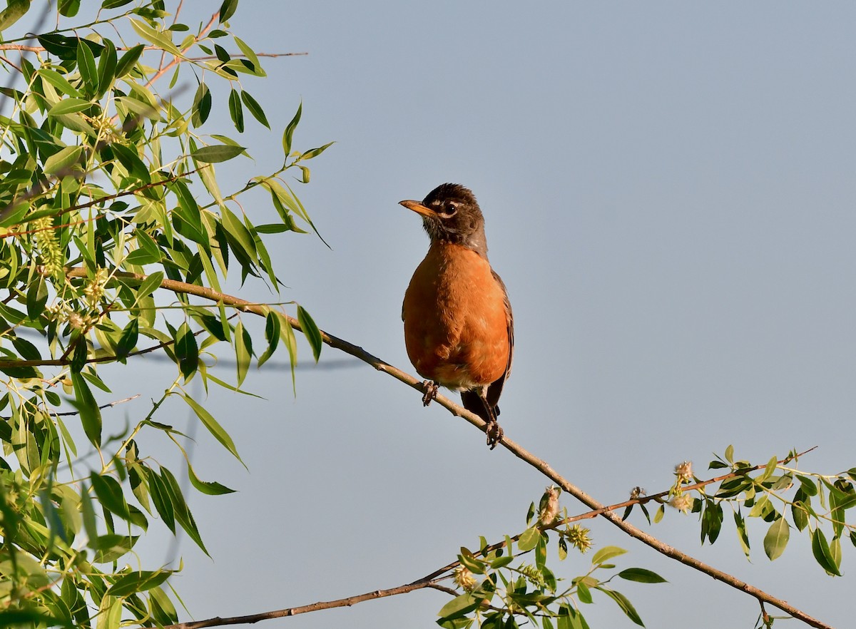 American Robin - ML351372681