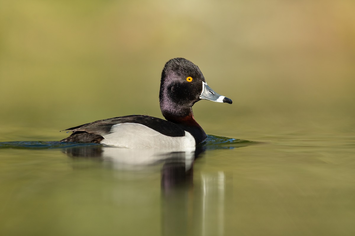 Ring-necked Duck - ML351373351