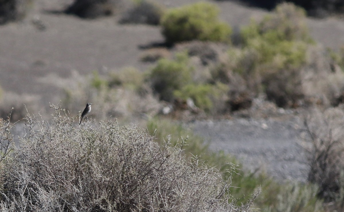 Sagebrush Sparrow - ML351374011