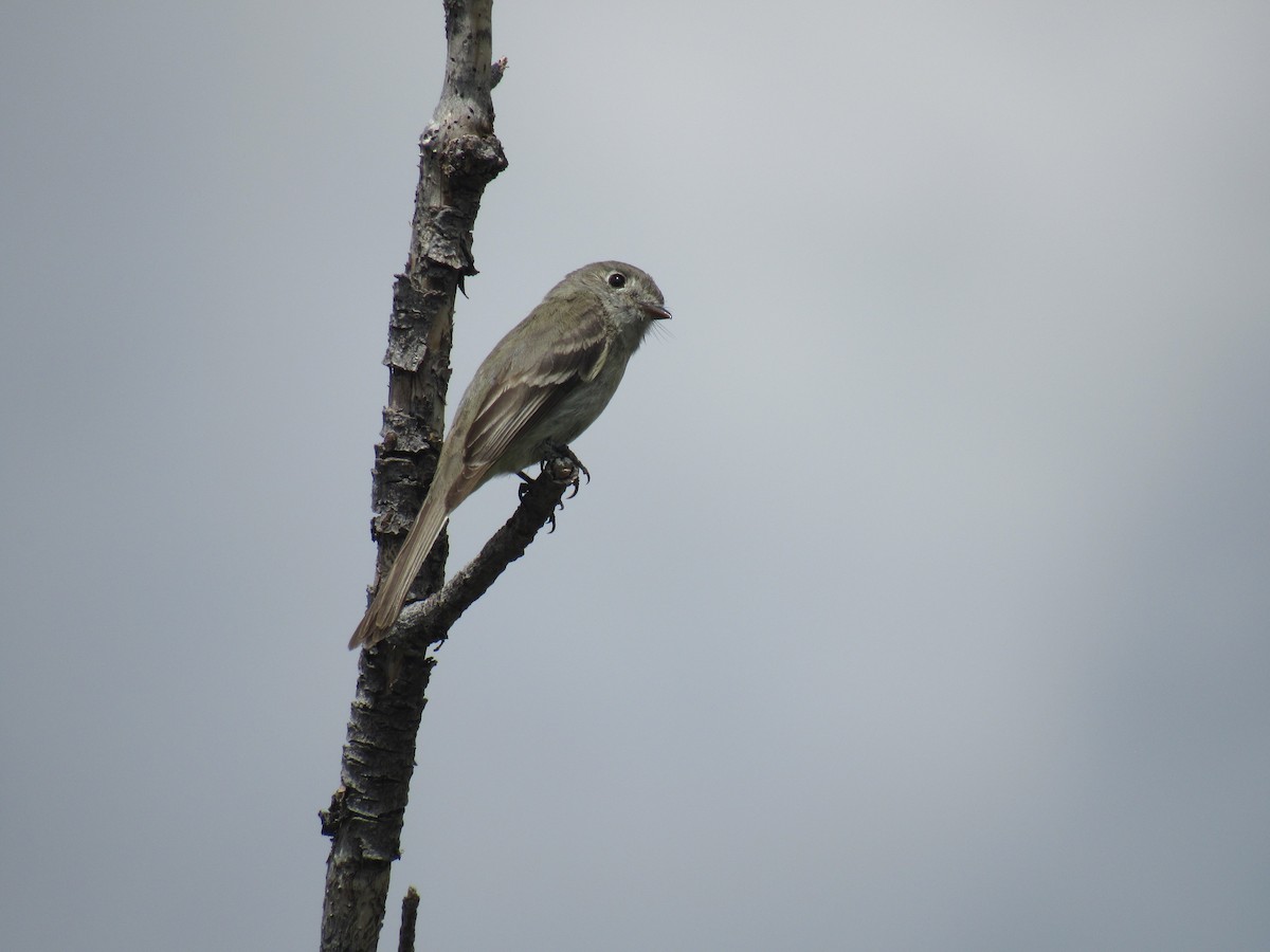 Dusky Flycatcher - karen pinckard