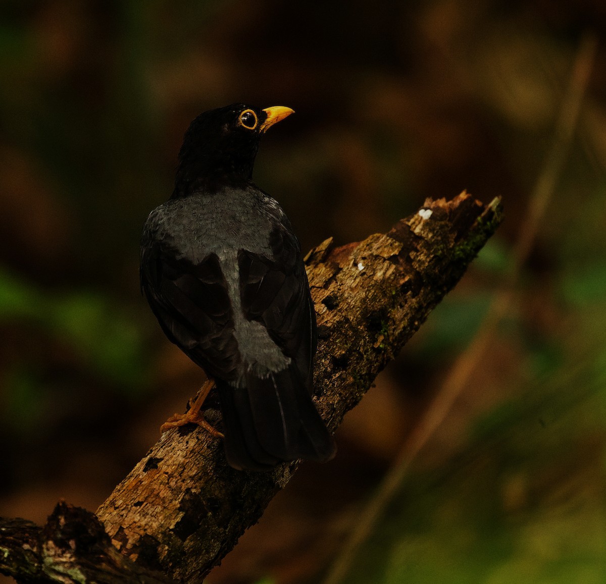 Yellow-legged Thrush - ML351375201