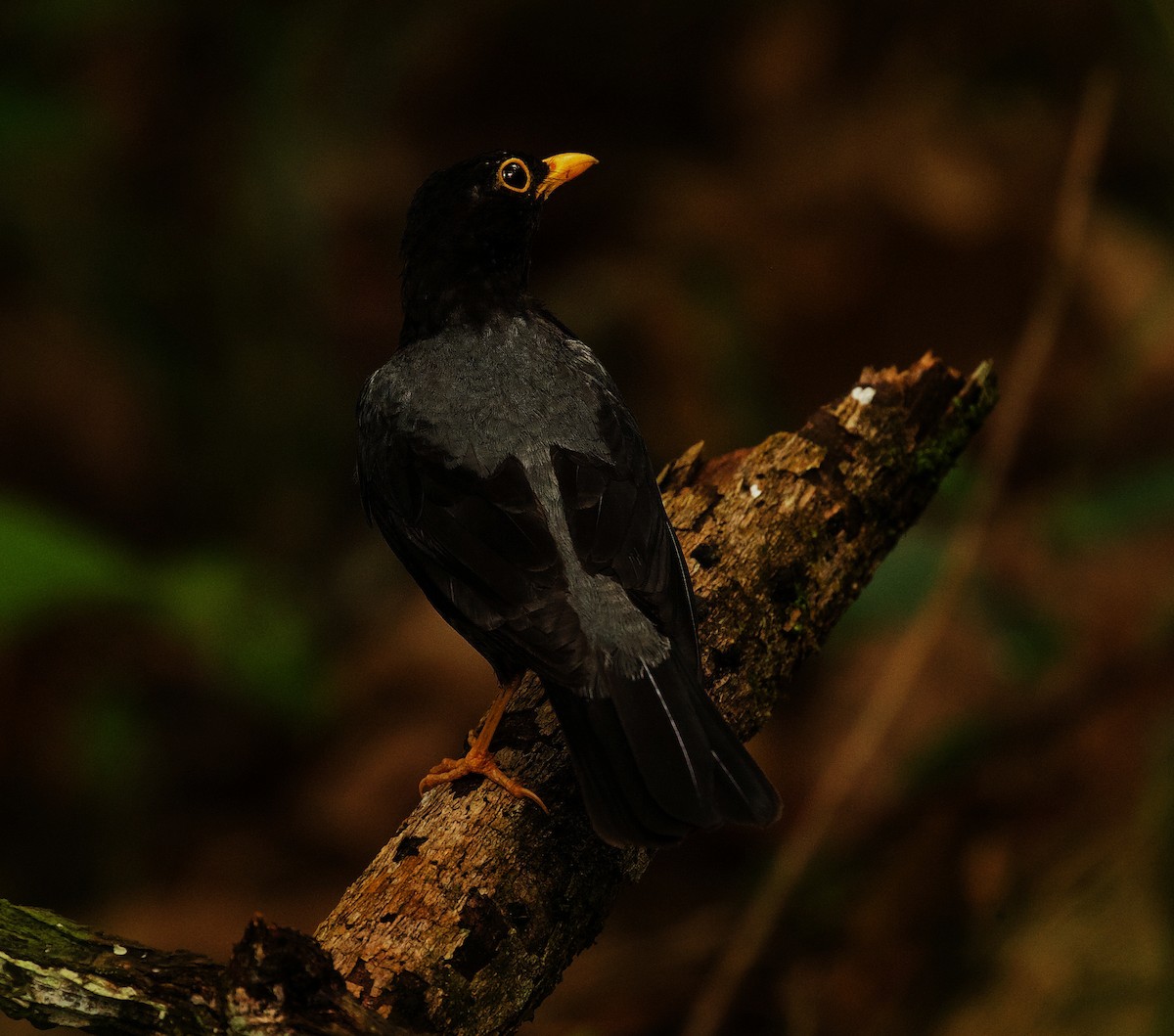 Yellow-legged Thrush - ML351375221