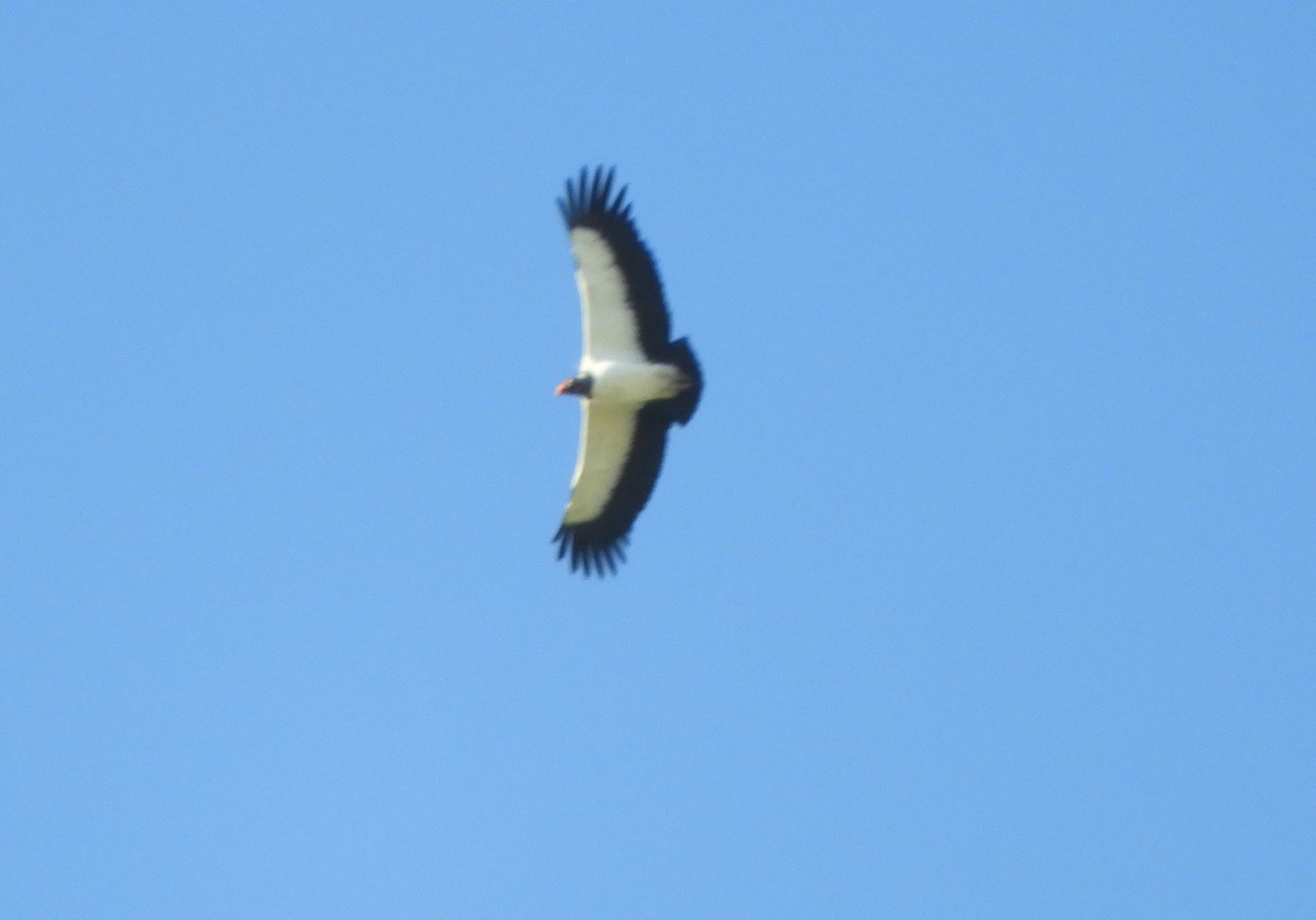 King Vulture - Pablo Mealla