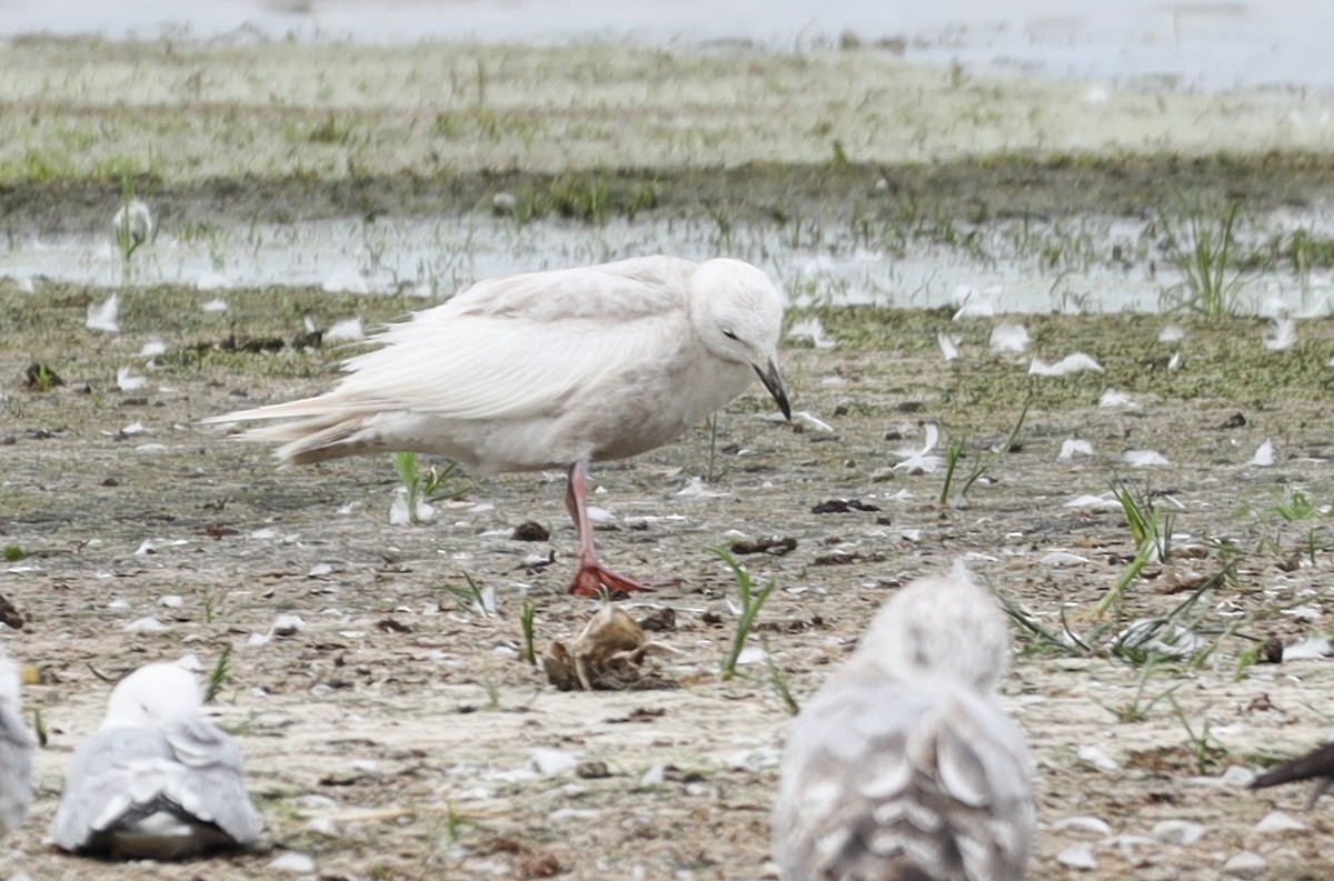 Iceland Gull - Steven Pitt