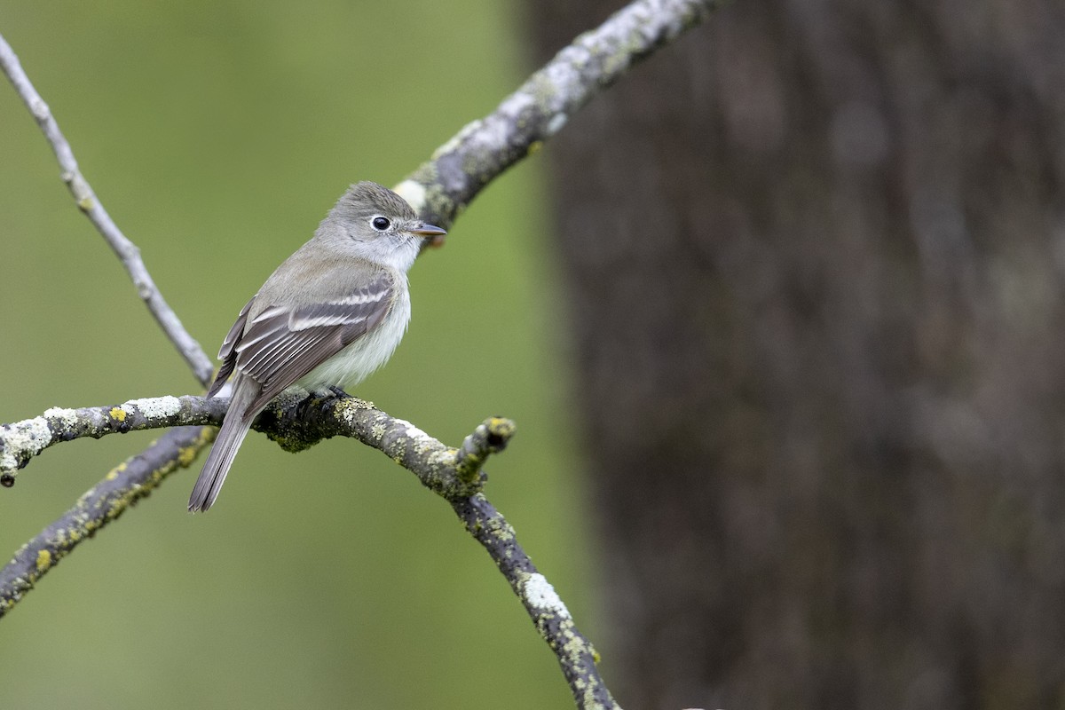 Least Flycatcher - ML351378471