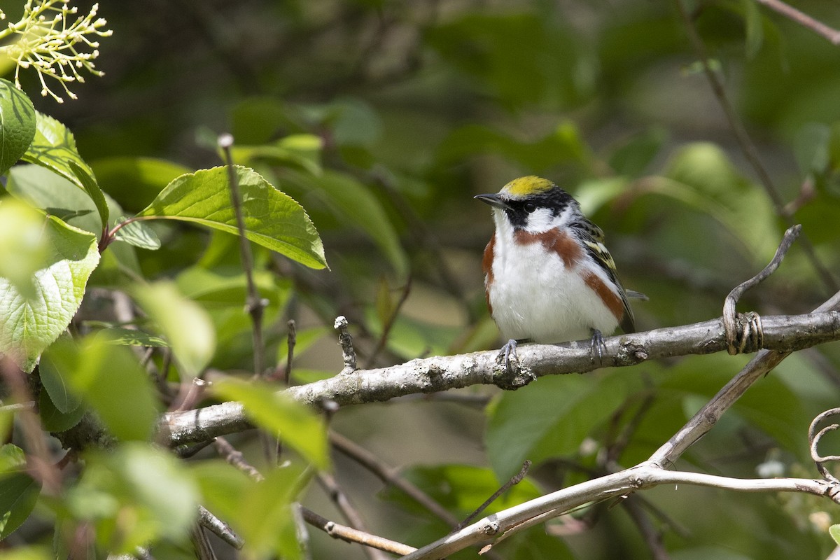 Chestnut-sided Warbler - ML351379421