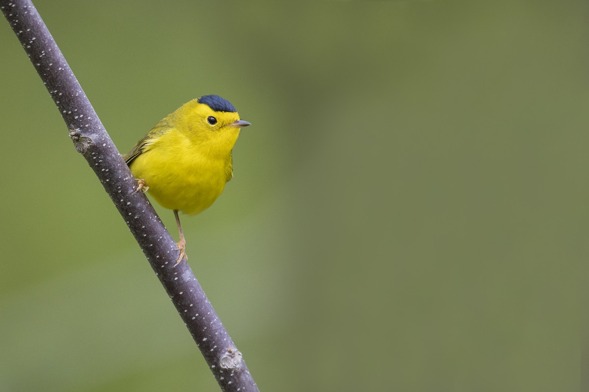 Wilson's Warbler - ML351379501