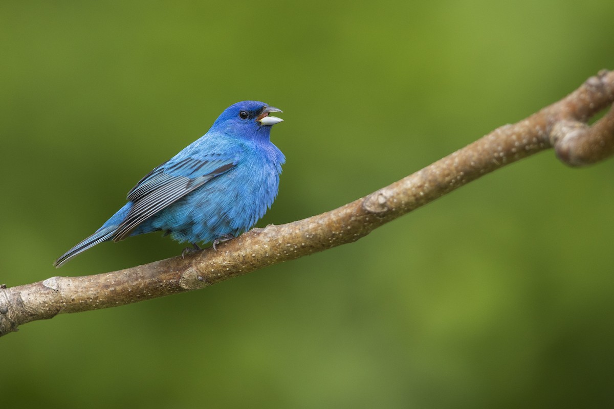 Indigo Bunting - ML351379581