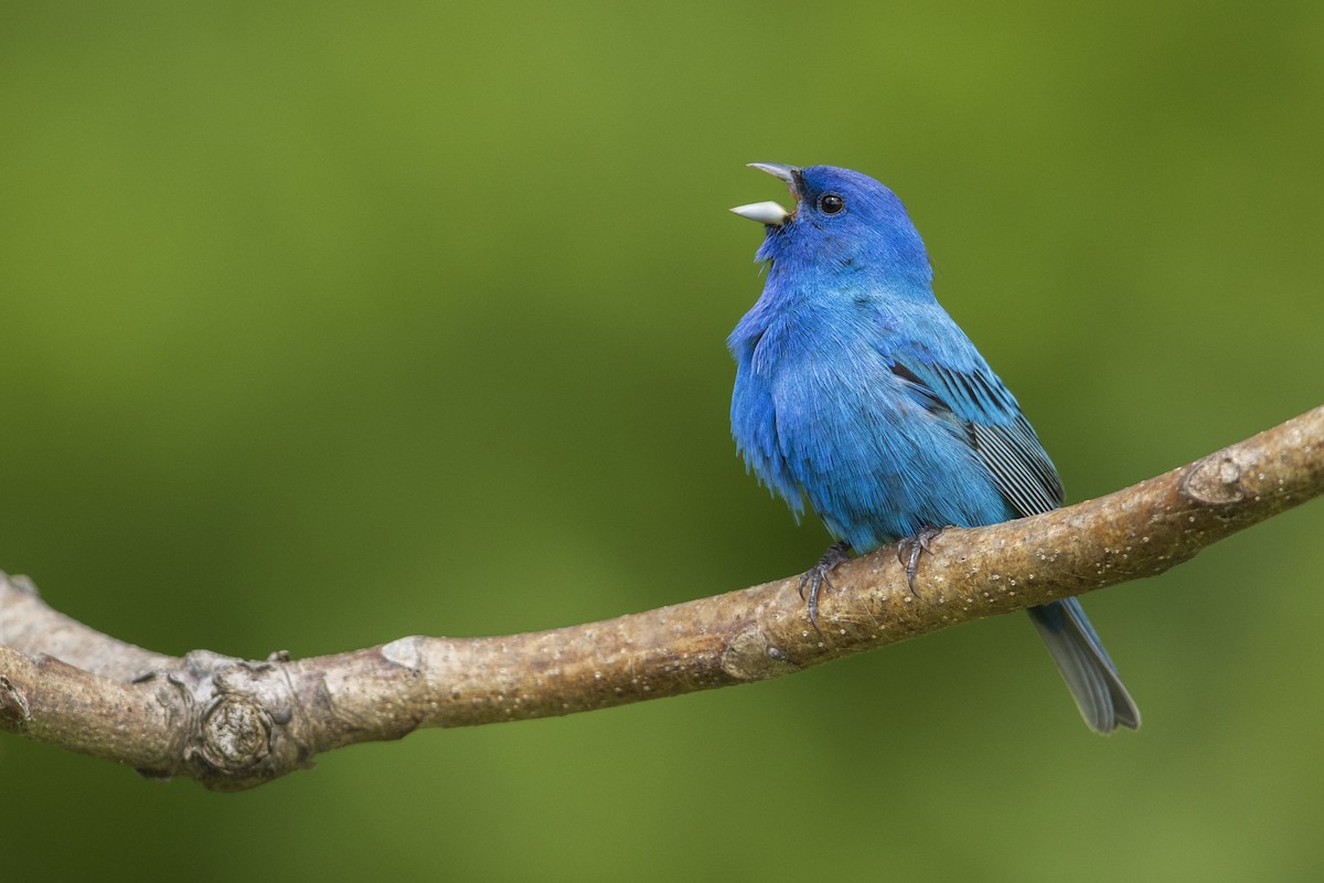 Indigo Bunting - Michael Stubblefield