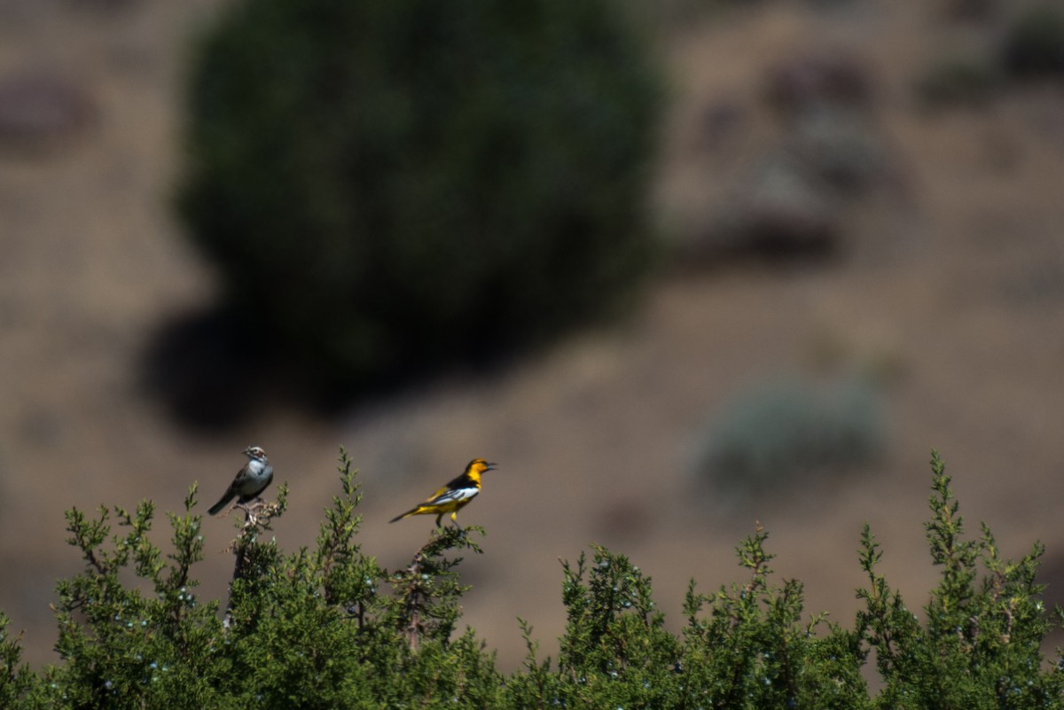 Bullock's Oriole - ML351380771