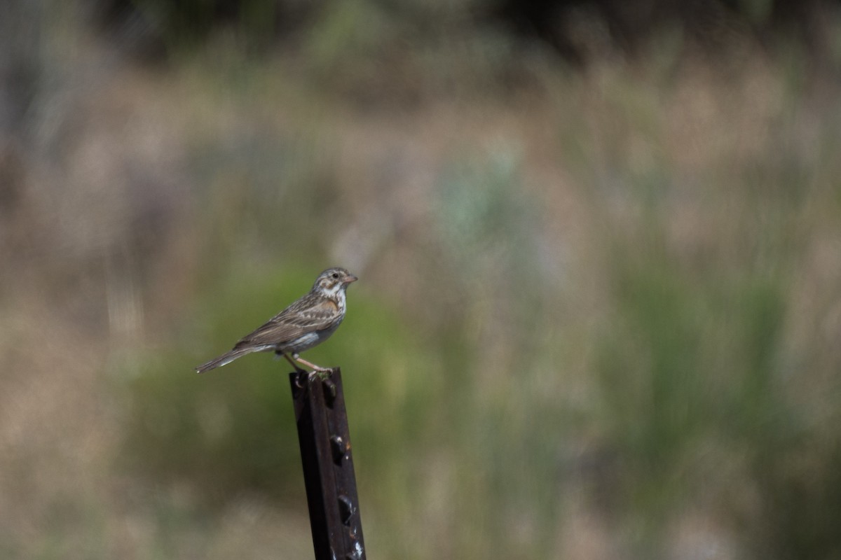 Vesper Sparrow - ML351381291