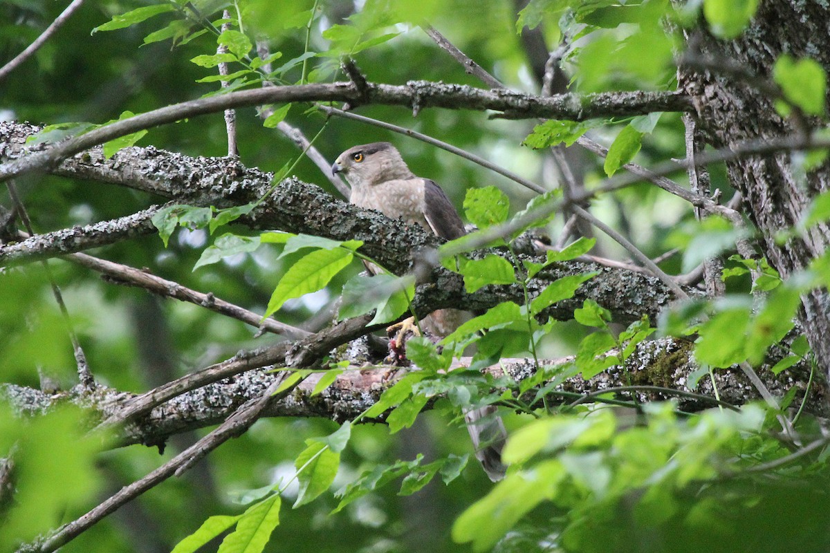 Cooper's Hawk - ML351382061