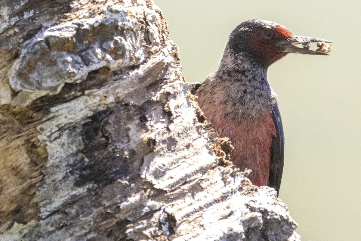 Lewis's Woodpecker - Scott Young