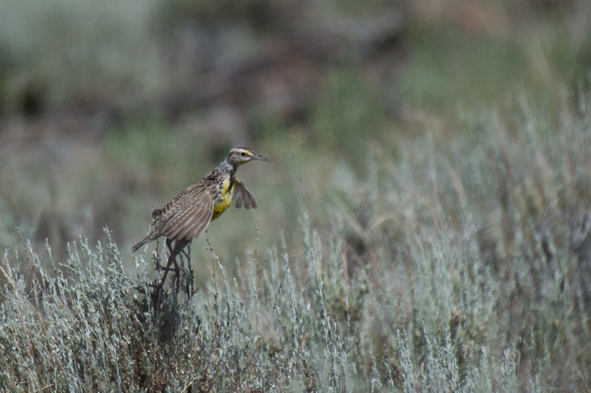 Western Meadowlark - ML351383061