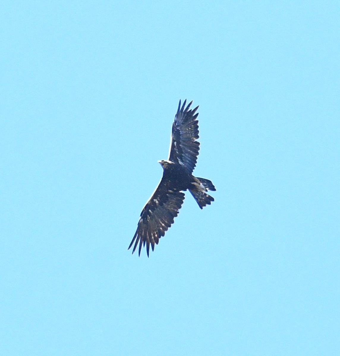 Golden Eagle - Joshua French