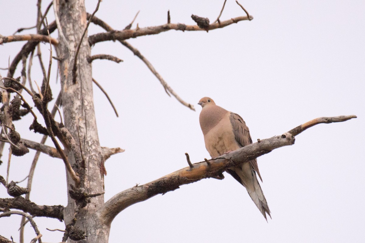 Mourning Dove - ML351386251