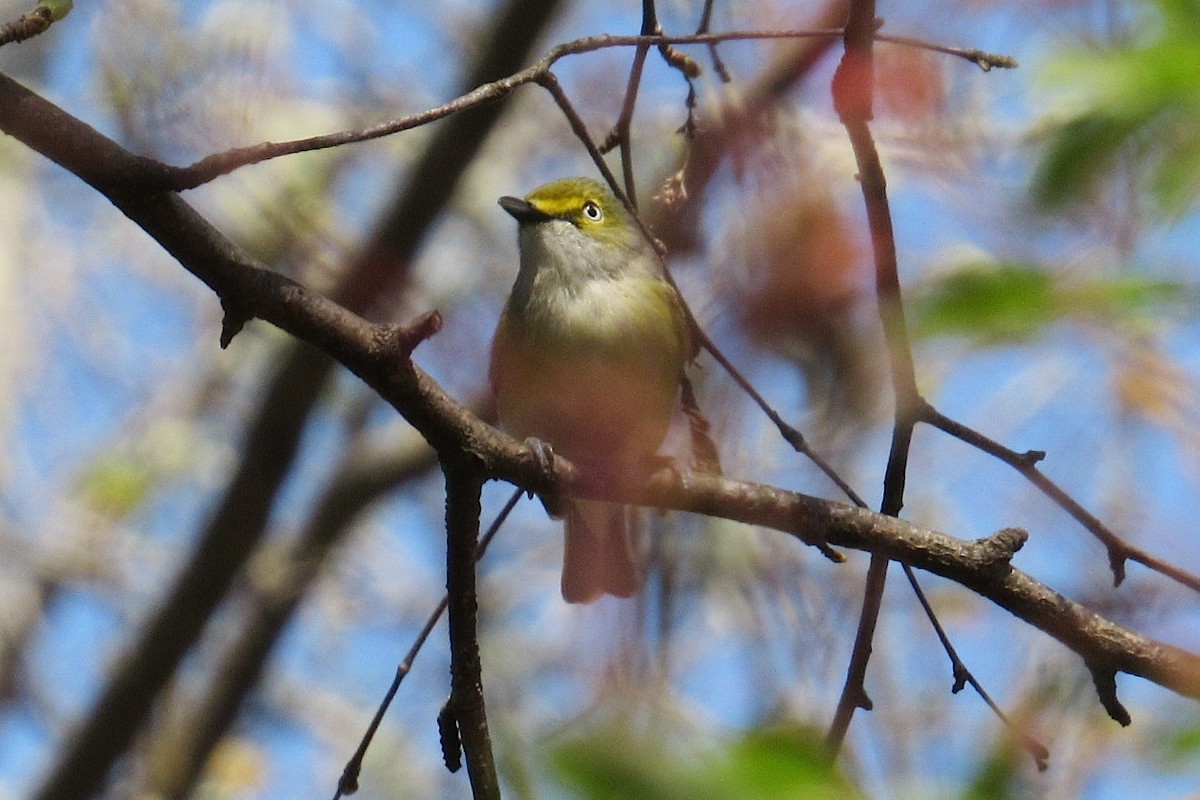 White-eyed Vireo - ML351387501