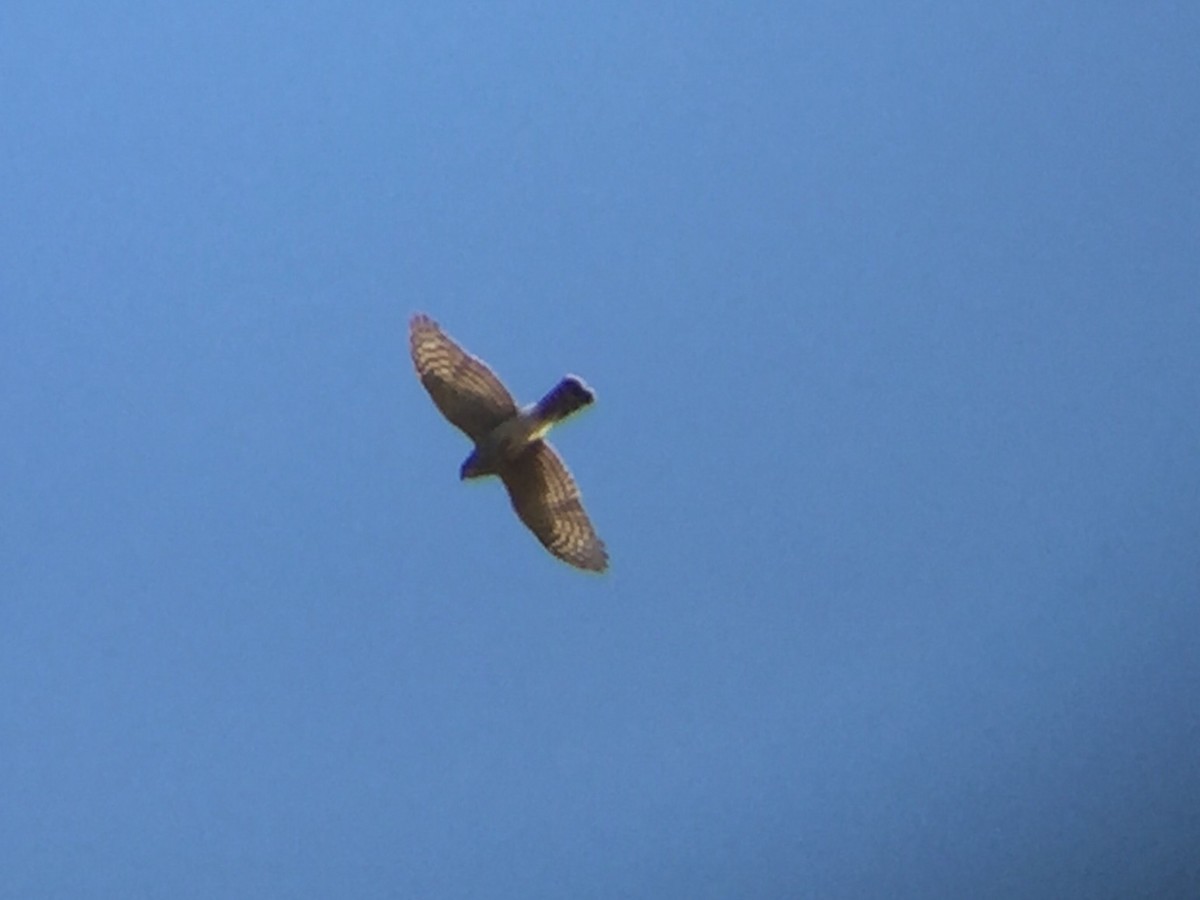 Sharp-shinned Hawk - ML35138761