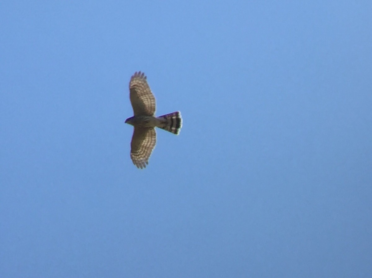 Sharp-shinned Hawk - ML35138771