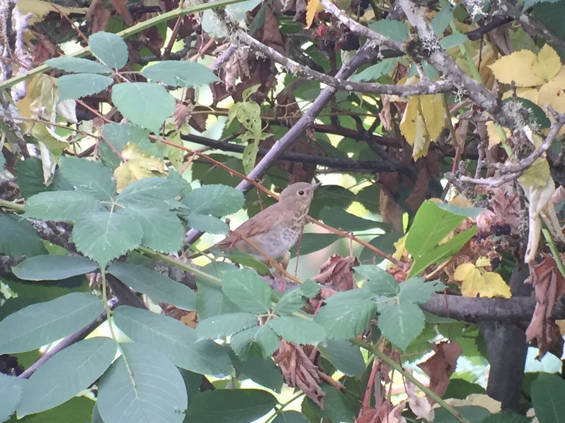 Swainson's Thrush - ML35138781