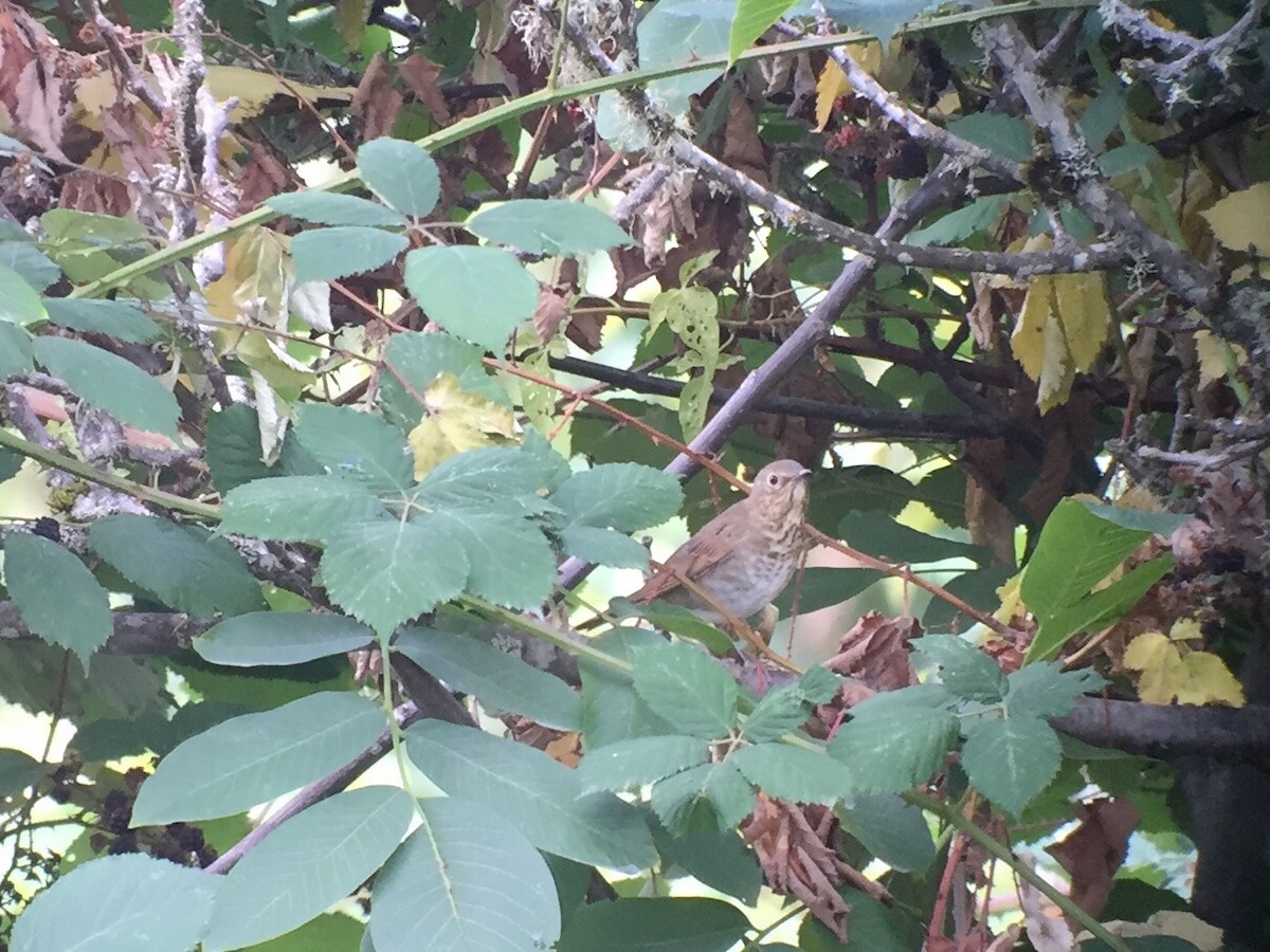 Swainson's Thrush - ML35138791