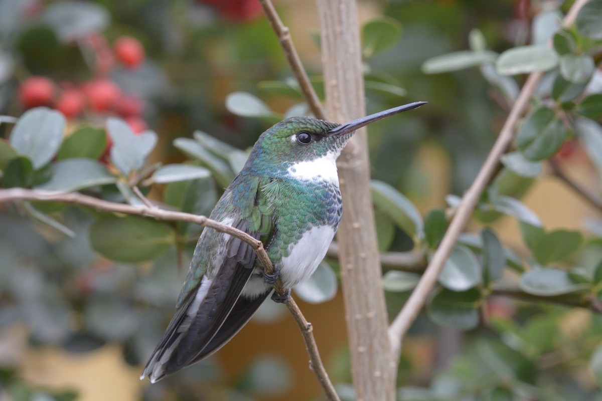 White-throated Hummingbird - ML351388791