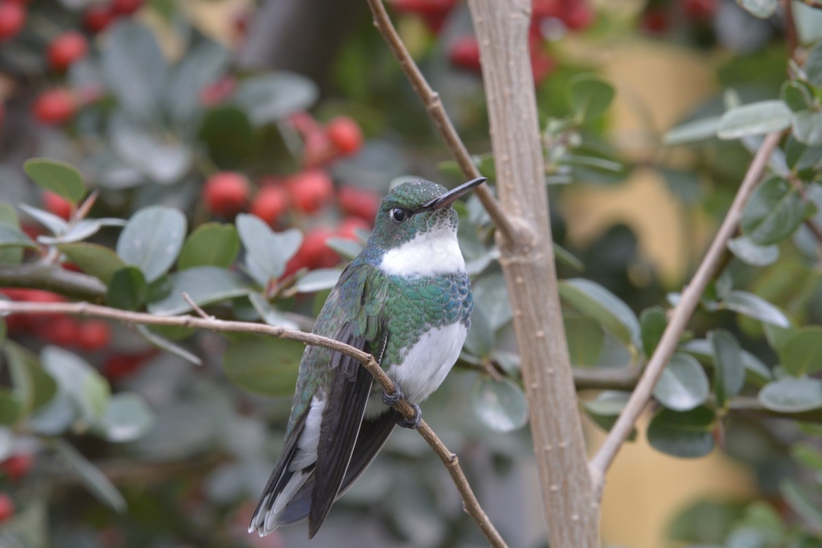 White-throated Hummingbird - ML351389041