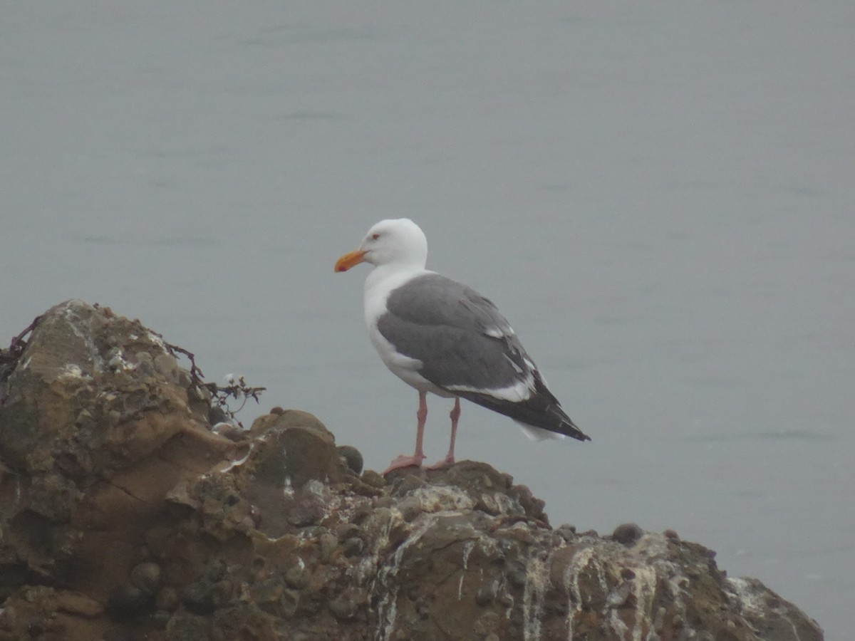 Western Gull - Gregory Russo