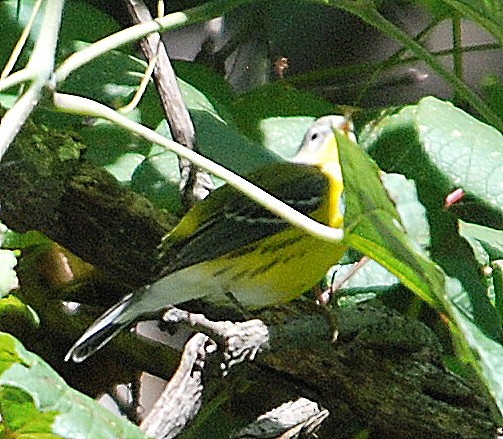 Magnolia Warbler - Richard Haimes