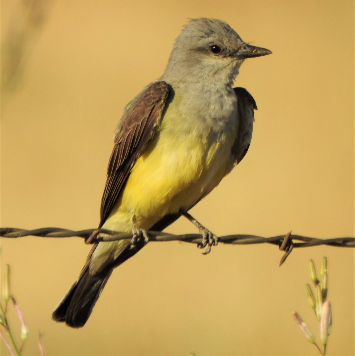 Western Kingbird - ML351390001