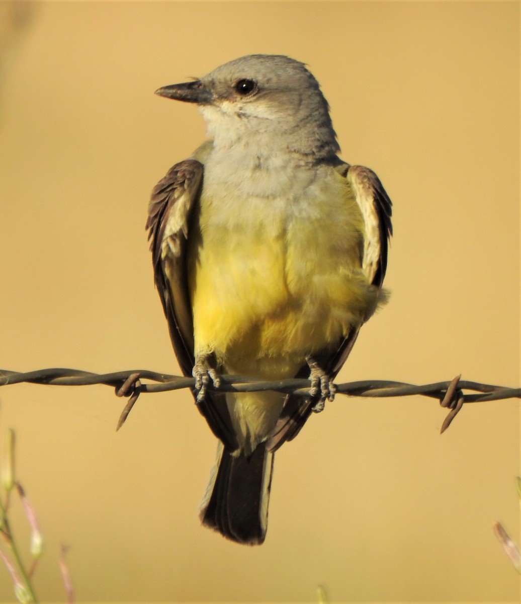 Western Kingbird - ML351390251