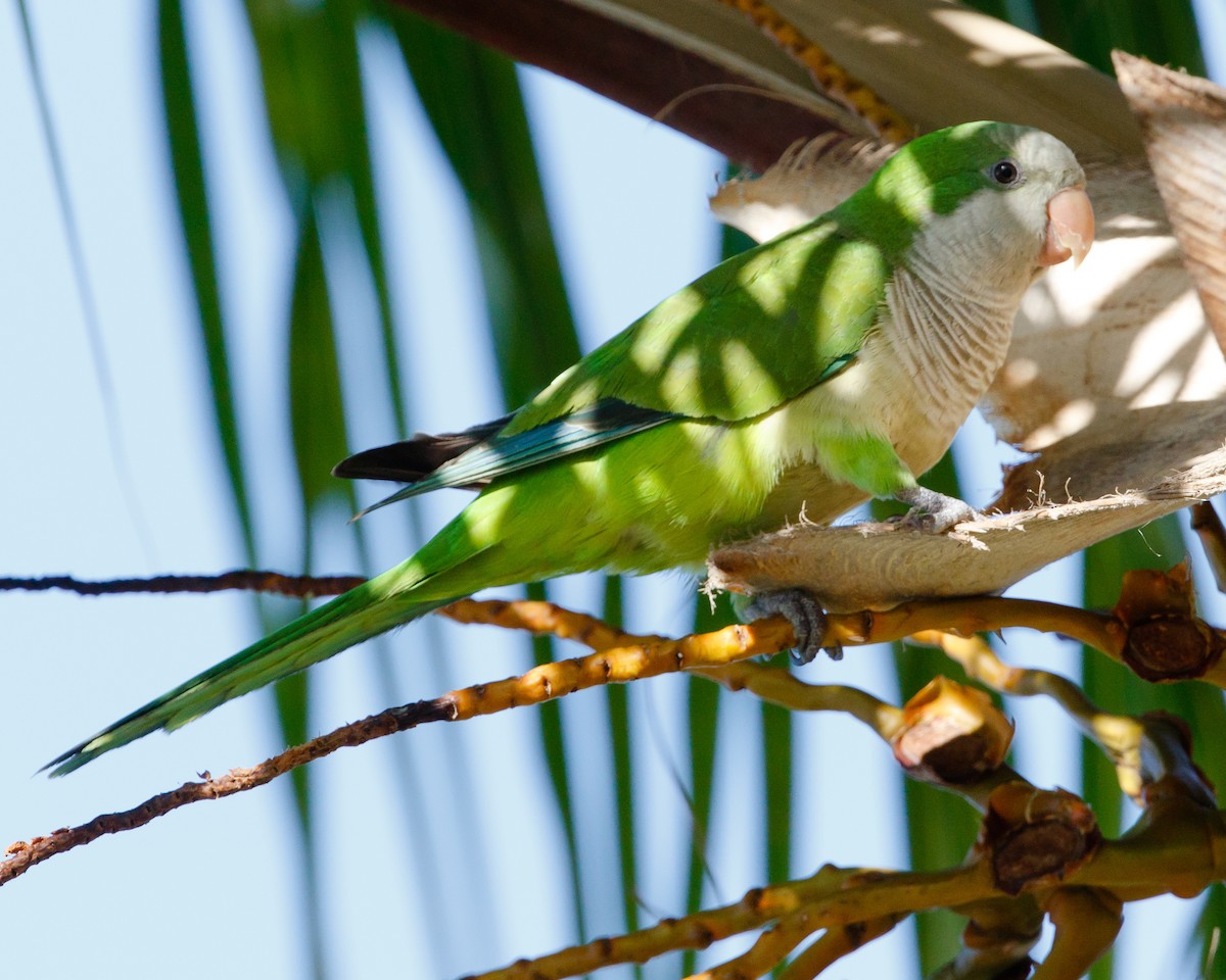 Monk Parakeet - ML35139081