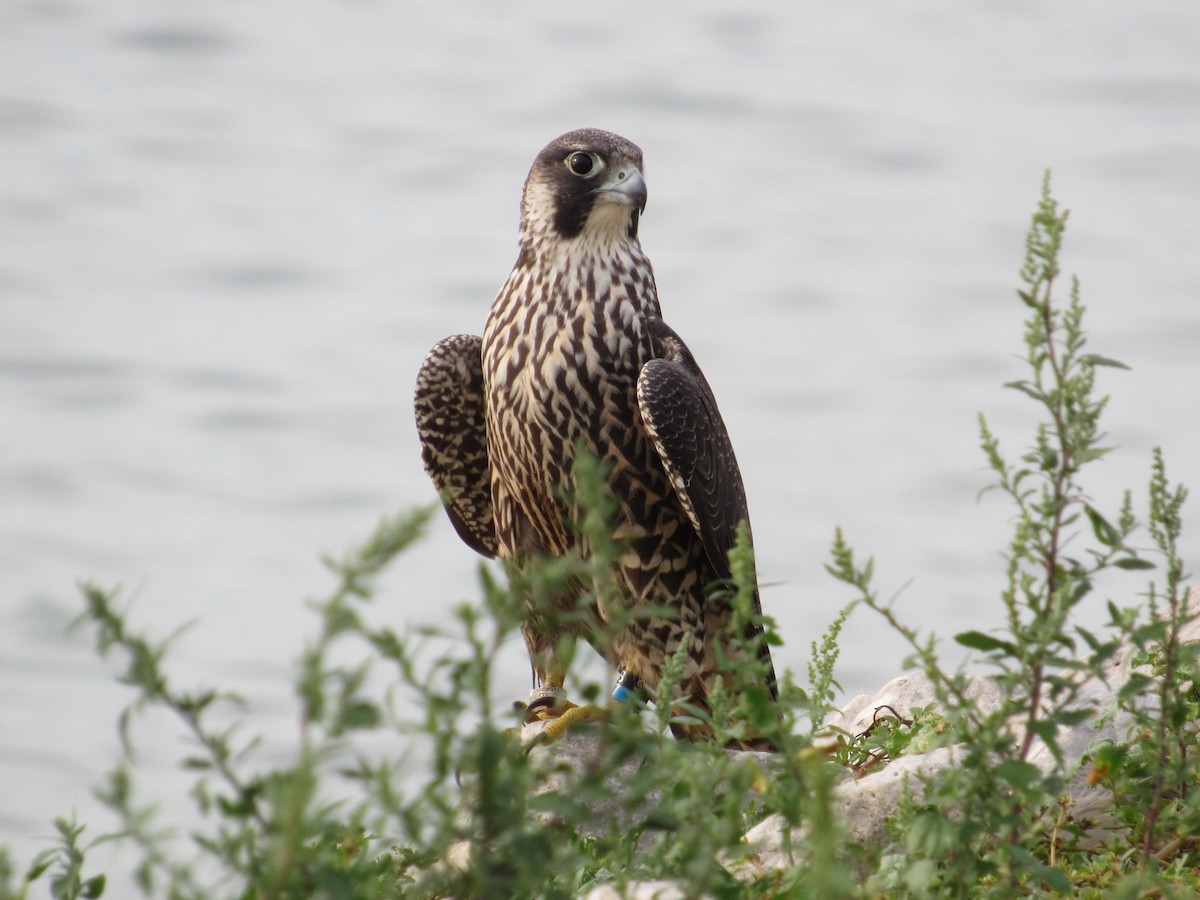Peregrine Falcon - ML351391161