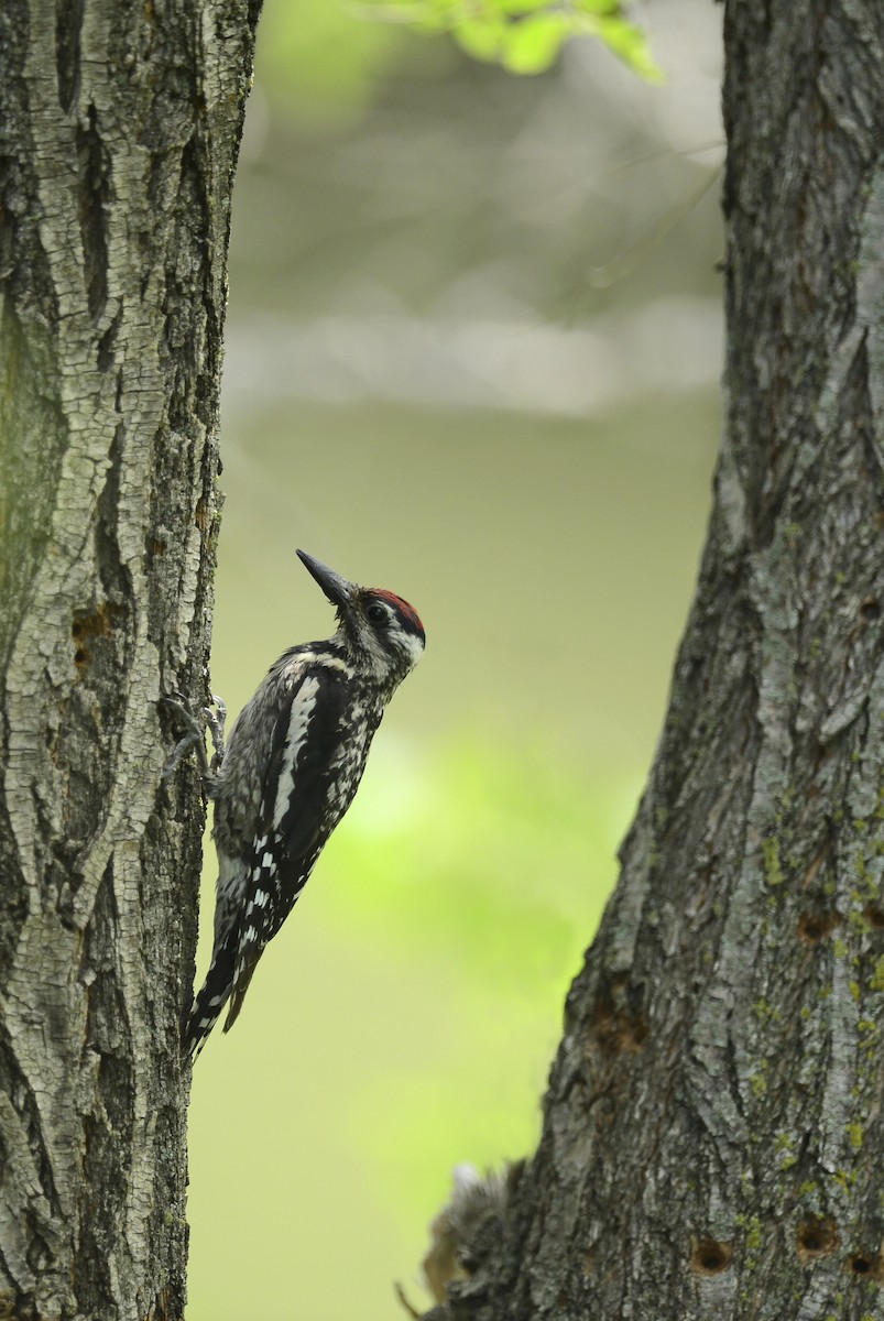 Yellow-bellied Sapsucker - ML351391381