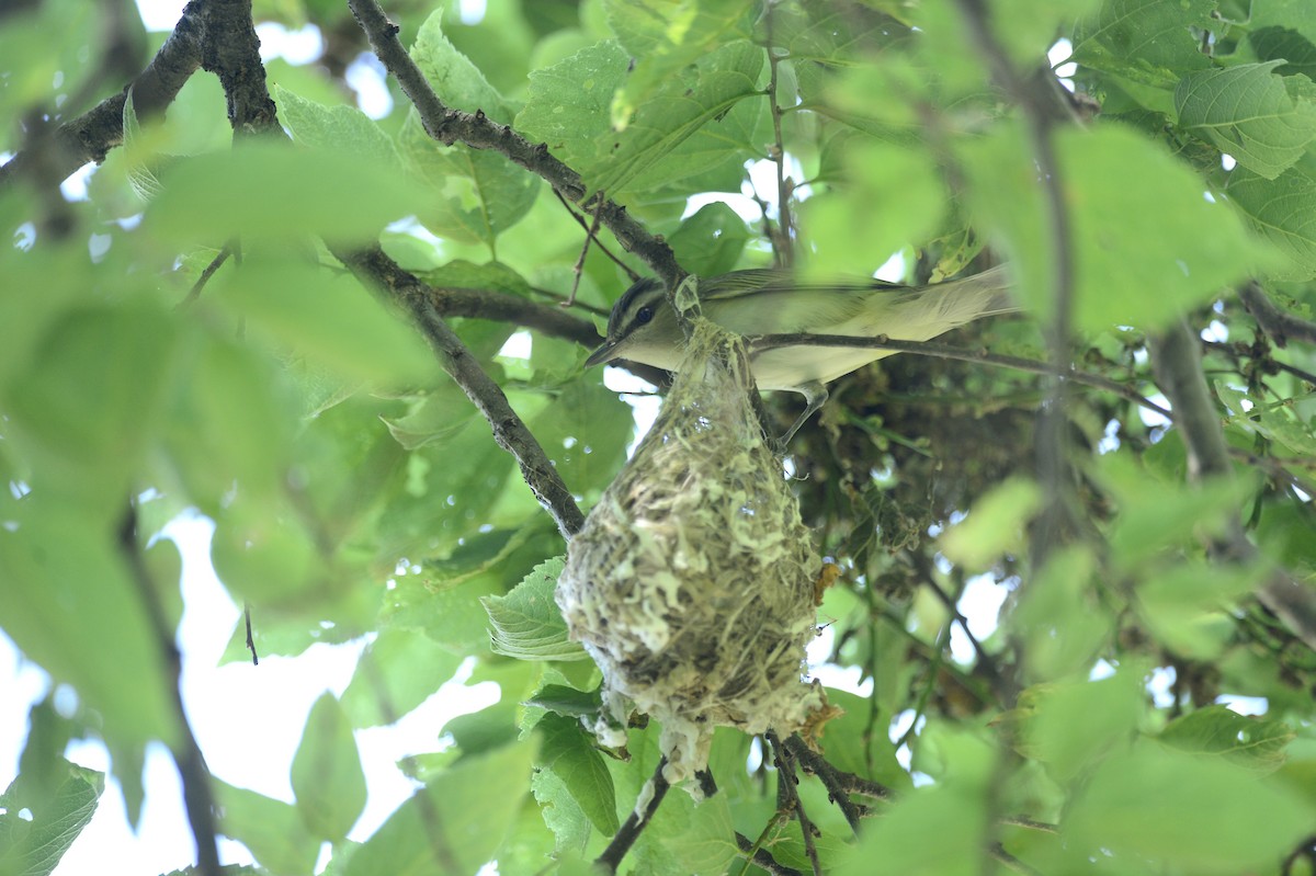 Red-eyed Vireo - Julie Johnston