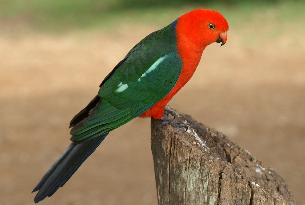 Avustralya Kral Papağanı - ML35139171