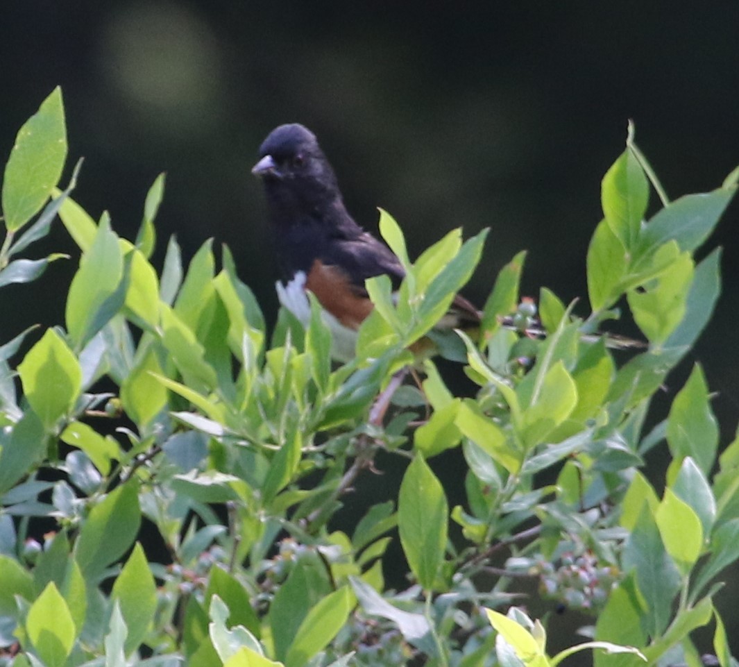 Eastern Towhee - ML351392811