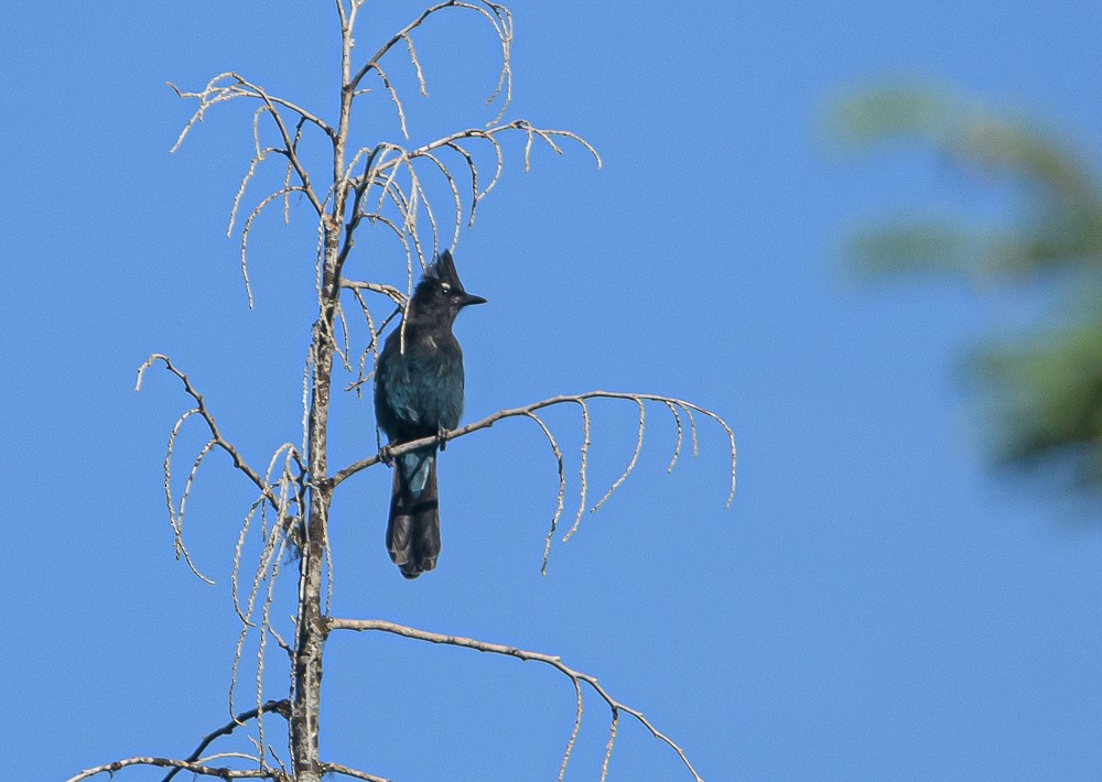 Steller's Jay - ML351394721