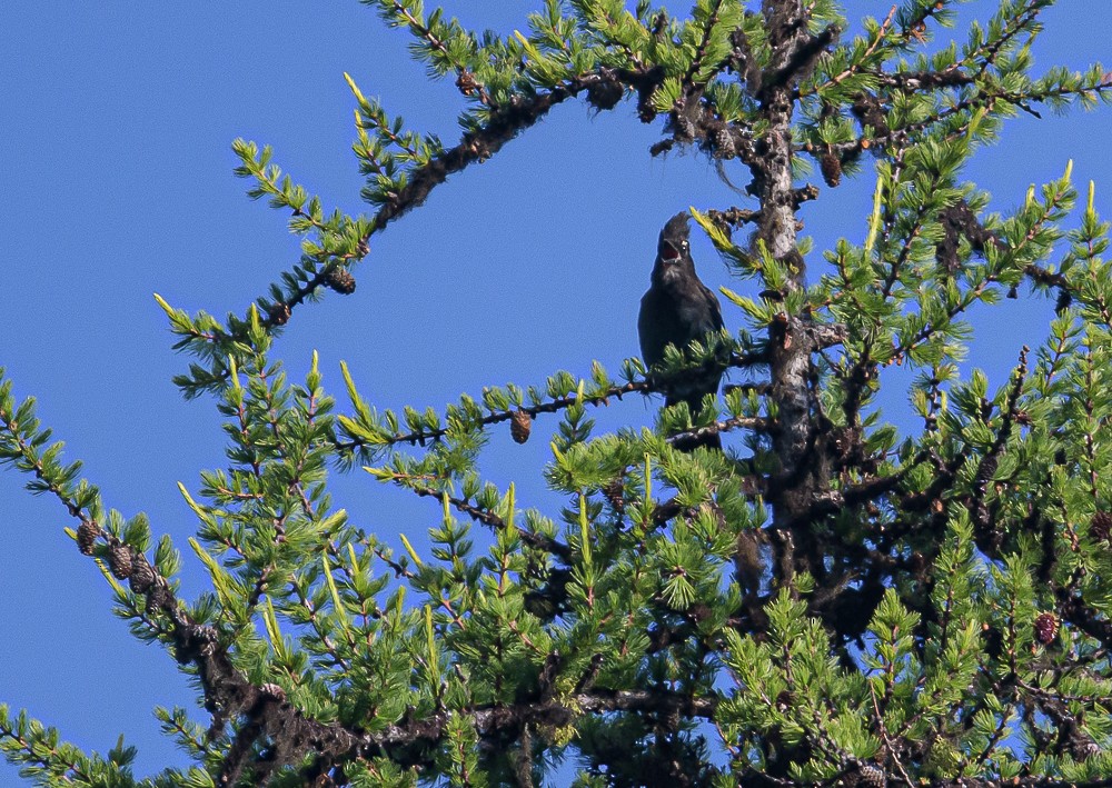 Steller's Jay - ML351394731