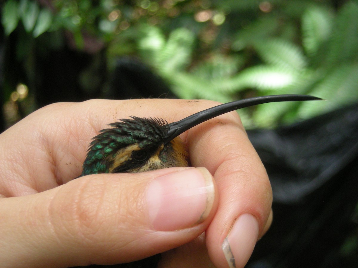 kolibřík šedobřichý - ML35139741