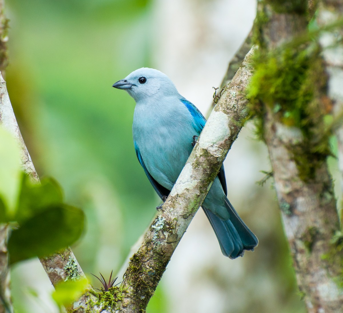 Blue-gray Tanager - Nic Allen