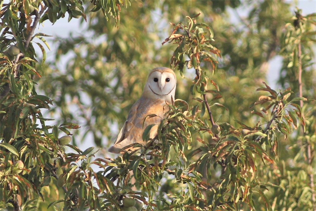 Barn Owl - ML351398541