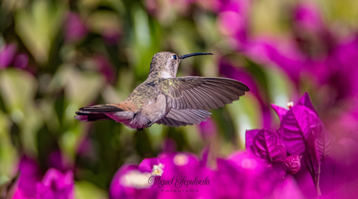 Oasis Hummingbird - ML351399201