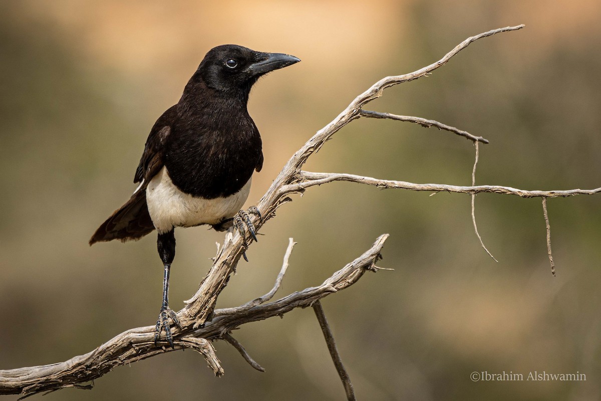 Asir Magpie - Ibrahim Alshwamin