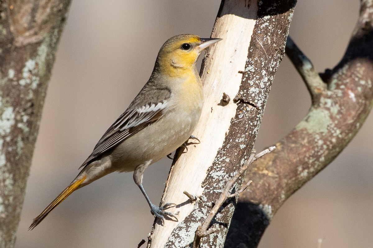 Oriole de Bullock - ML351402441