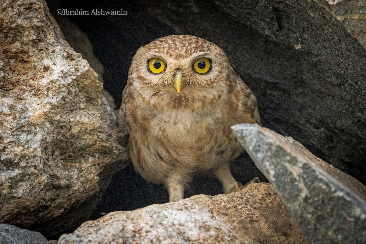 Little Owl - ML351402831