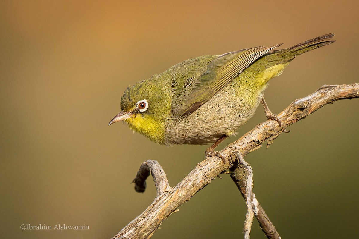 Abyssinian White-eye - Ibrahim Alshwamin