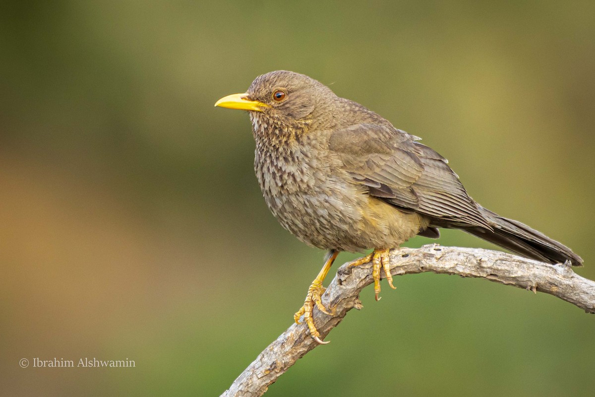 Yemen Thrush - ML351404451